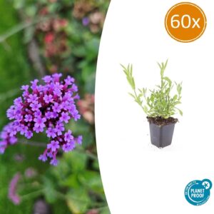60X Verbena Bonariensis - ↕10-25Cm - Ø9Cm