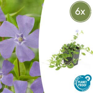 6X Vinca Minor - ↕10-25Cm - Ø9Cm