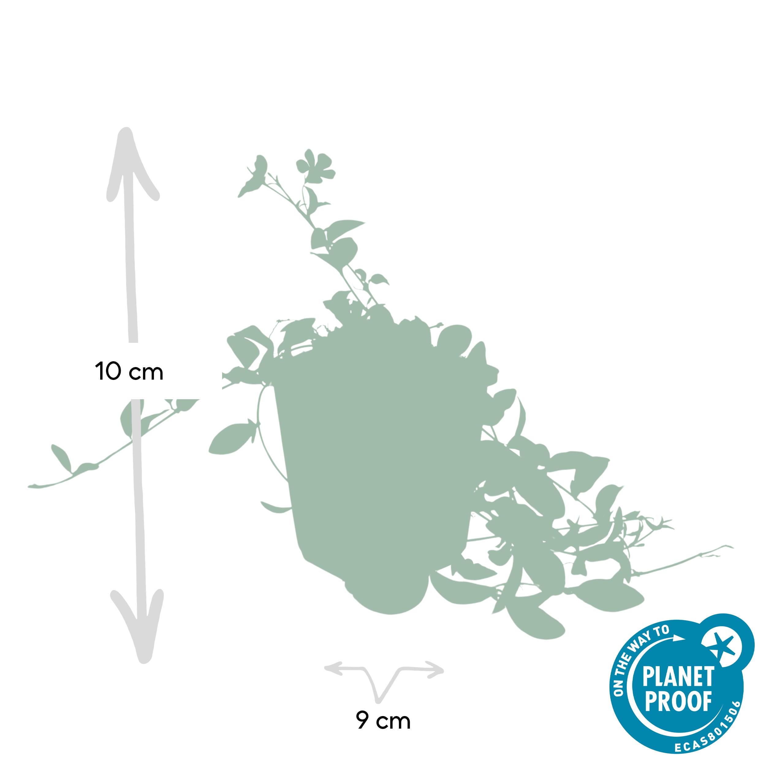 6X Vinca Minor - ↕10-25Cm - Ø9Cm - Afbeelding 2
