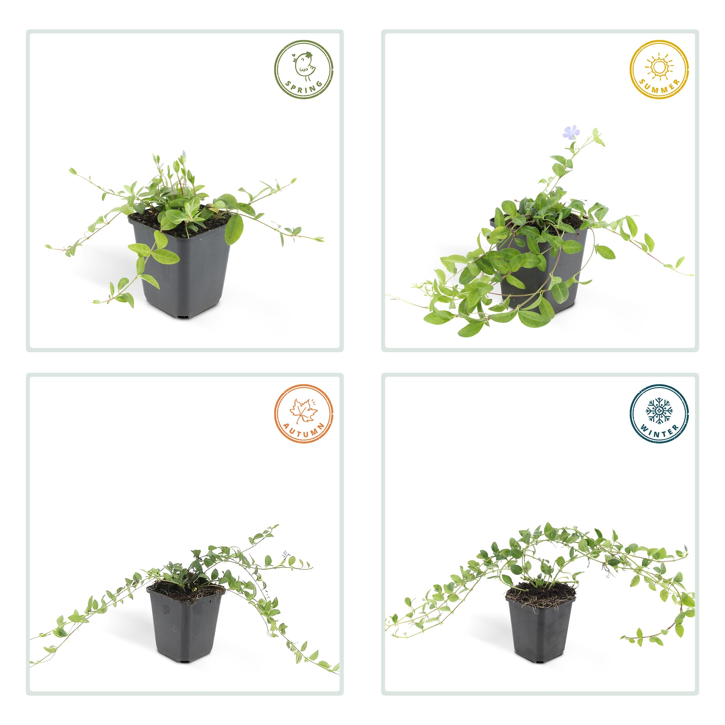 6X Vinca Minor - ↕10-25Cm - Ø9Cm - Afbeelding 4