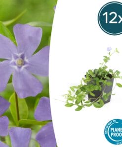 12X Vinca Minor - ↕10-25Cm - Ø9Cm