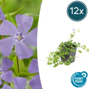 12X Vinca Minor - ↕10-25Cm - Ø9Cm