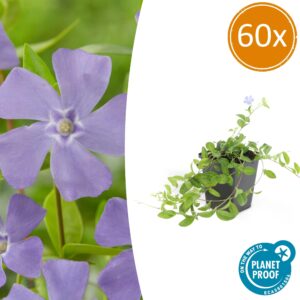 60X Vinca Minor - ↕10-25Cm - Ø9Cm