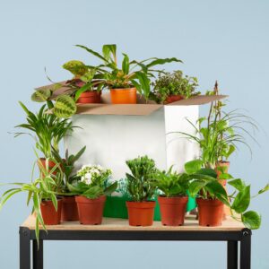 Groene Kneusjesbox (12 Stuks)