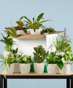 Groene Kneusjesbox (12 Stuks) - Incl. 12 X Pot Viber Wit