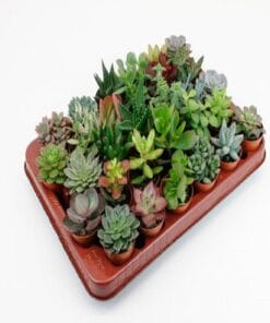 Succulenten 30 Stuks Potmaat 5,5Cm