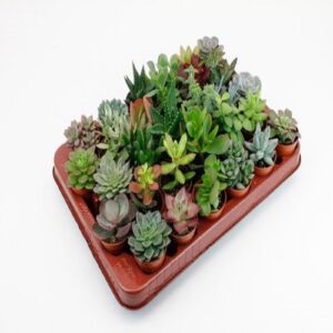 Succulenten 30 Stuks Potmaat 5,5Cm
