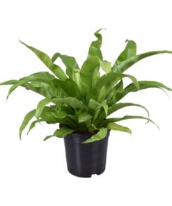 Asplenium Antiquum - Ø17Cm - ↕45Cm