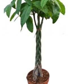 Pachira aquatica (gevlochten stam)