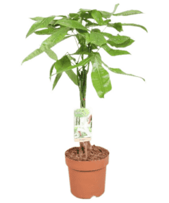 Pachira aquatica P17 H70