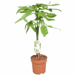 Pachira aquatica P17 H70