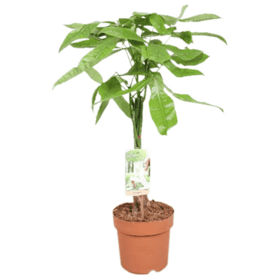 Pachira aquatica P17 H70
