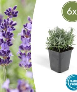 6X Lavandula 'Hidcote' - ↕10-25Cm - Ø9Cm