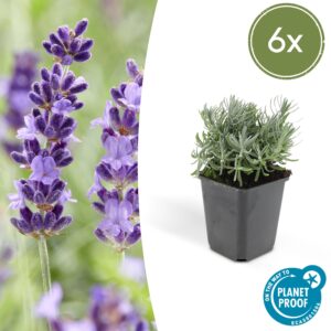 6X Lavandula 'Hidcote' - ↕10-25Cm - Ø9Cm