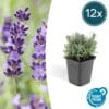 12X Lavandula 'Hidcote' - ↕10-25Cm - Ø9Cm