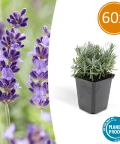 60X Lavandula 'Hidcote' - ↕10-25Cm - Ø9Cm