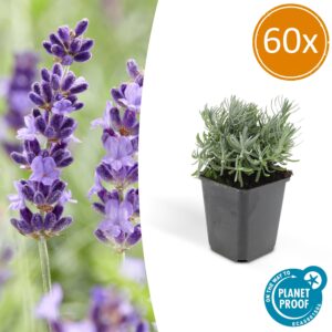 60X Lavandula 'Hidcote' - ↕10-25Cm - Ø9Cm