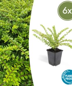 6X Lonicera Nit. 'Maigrün' - ↕10-25Cm - Ø9Cm