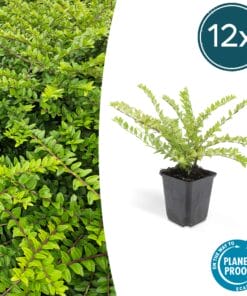 12X Lonicera Nit. 'Maigrün' - ↕10-25Cm - Ø9Cm