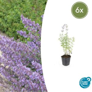 6X Nepeta 'Walker's Low' - ↕10-25Cm - Ø9Cm