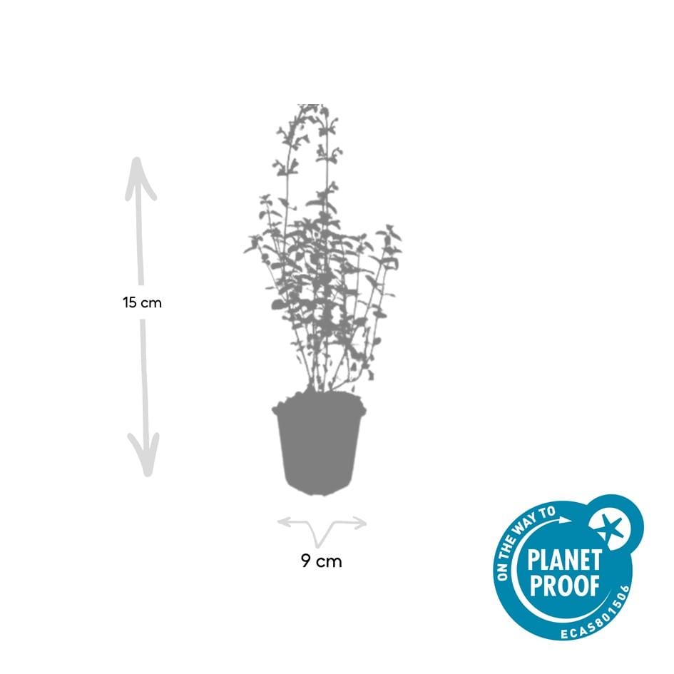 6X Nepeta 'Walker's Low' - ↕10-25Cm - Ø9Cm - Afbeelding 4