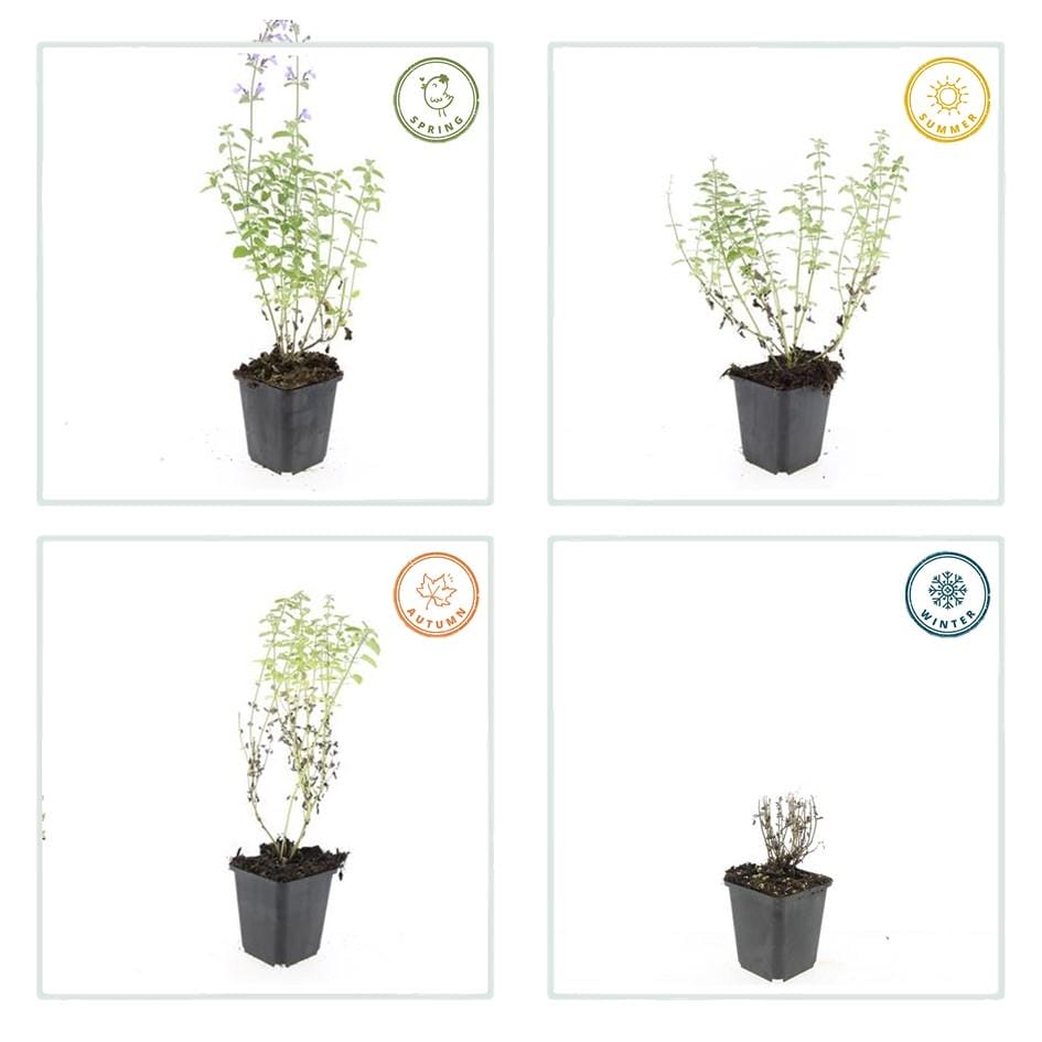 6X Nepeta 'Walker's Low' - ↕10-25Cm - Ø9Cm - Afbeelding 5