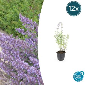 12X Nepeta 'Walker's Low' - ↕10-25Cm - Ø9Cm