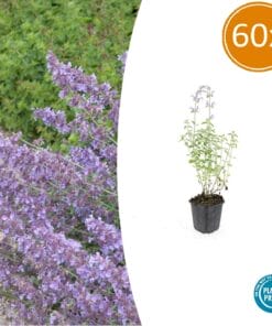 60X Nepeta 'Walker's Low' - ↕10-25Cm - Ø9Cm
