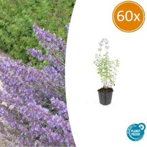60X Nepeta 'Walker's Low' - ↕10-25Cm - Ø9Cm