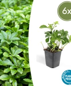 6X Pachysandra Term. 'Green Carpet' - ↕10-25Cm - Ø9Cm