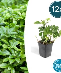 12X Pachysandra Term. 'Green Carpet' - ↕10-25Cm - Ø9Cm