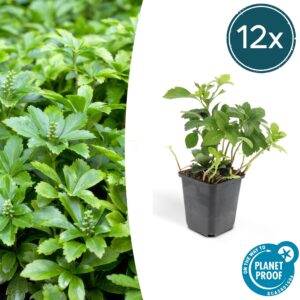 12X Pachysandra Term. 'Green Carpet' - ↕10-25Cm - Ø9Cm