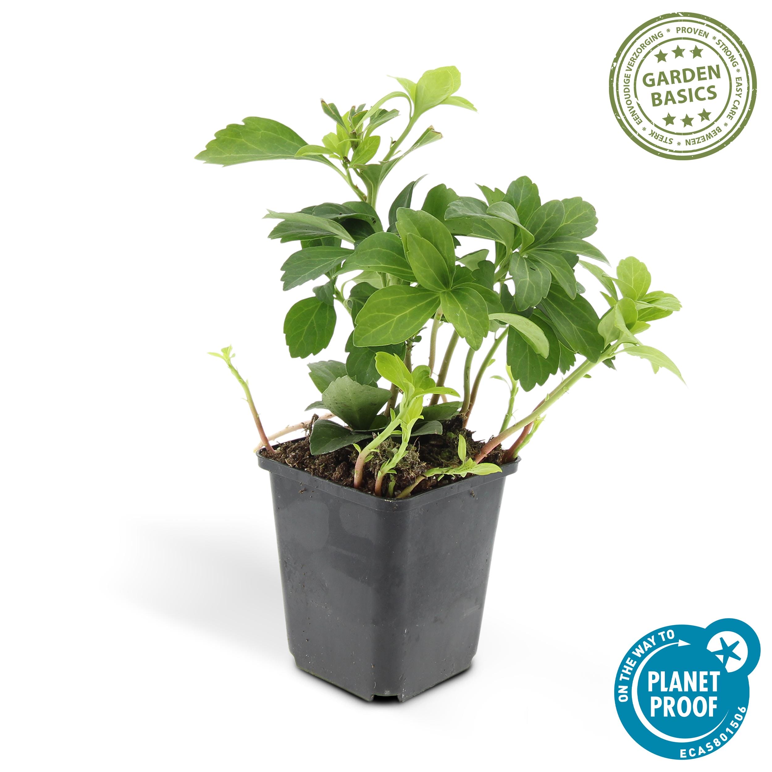 12X Pachysandra Term. 'Green Carpet' - ↕10-25Cm - Ø9Cm - Afbeelding 2