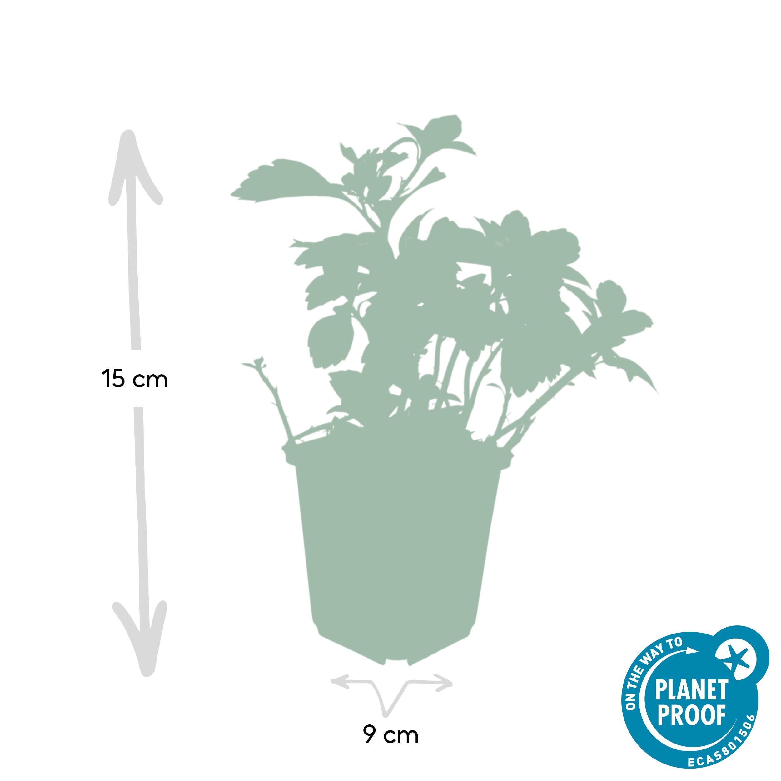 12X Pachysandra Term. 'Green Carpet' - ↕10-25Cm - Ø9Cm - Afbeelding 3