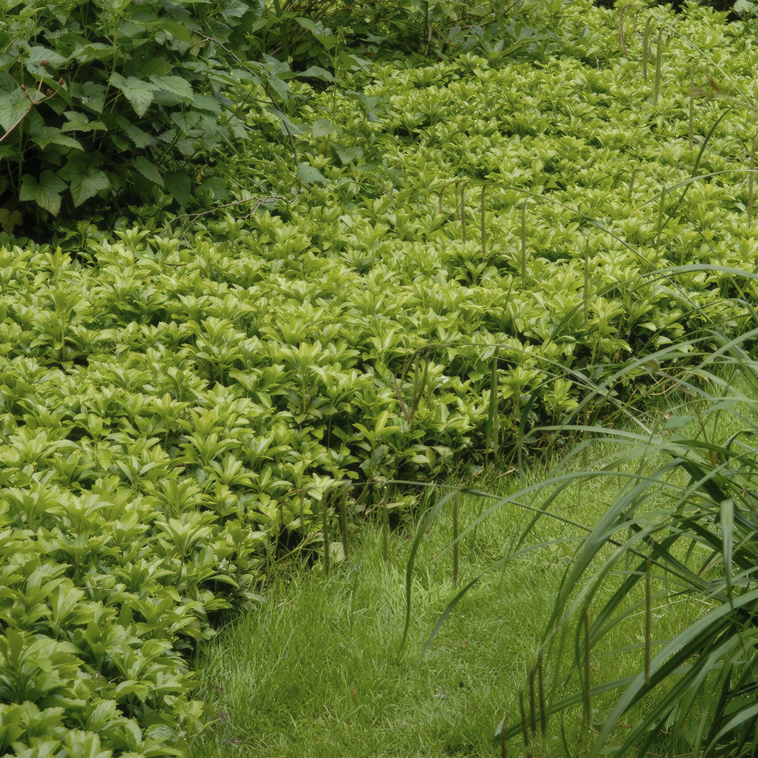 12X Pachysandra Term. 'Green Carpet' - ↕10-25Cm - Ø9Cm - Afbeelding 5