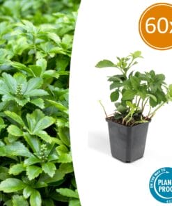 60X Pachysandra Term. 'Green Carpet' - ↕10-25Cm - Ø9Cm
