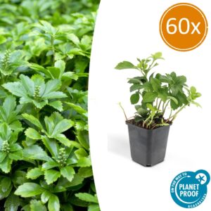60X Pachysandra Term. 'Green Carpet' - ↕10-25Cm - Ø9Cm