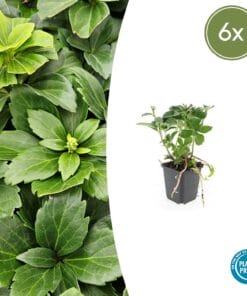 6X Pachysandra Terminalis - ↕10-25Cm - Ø9Cm