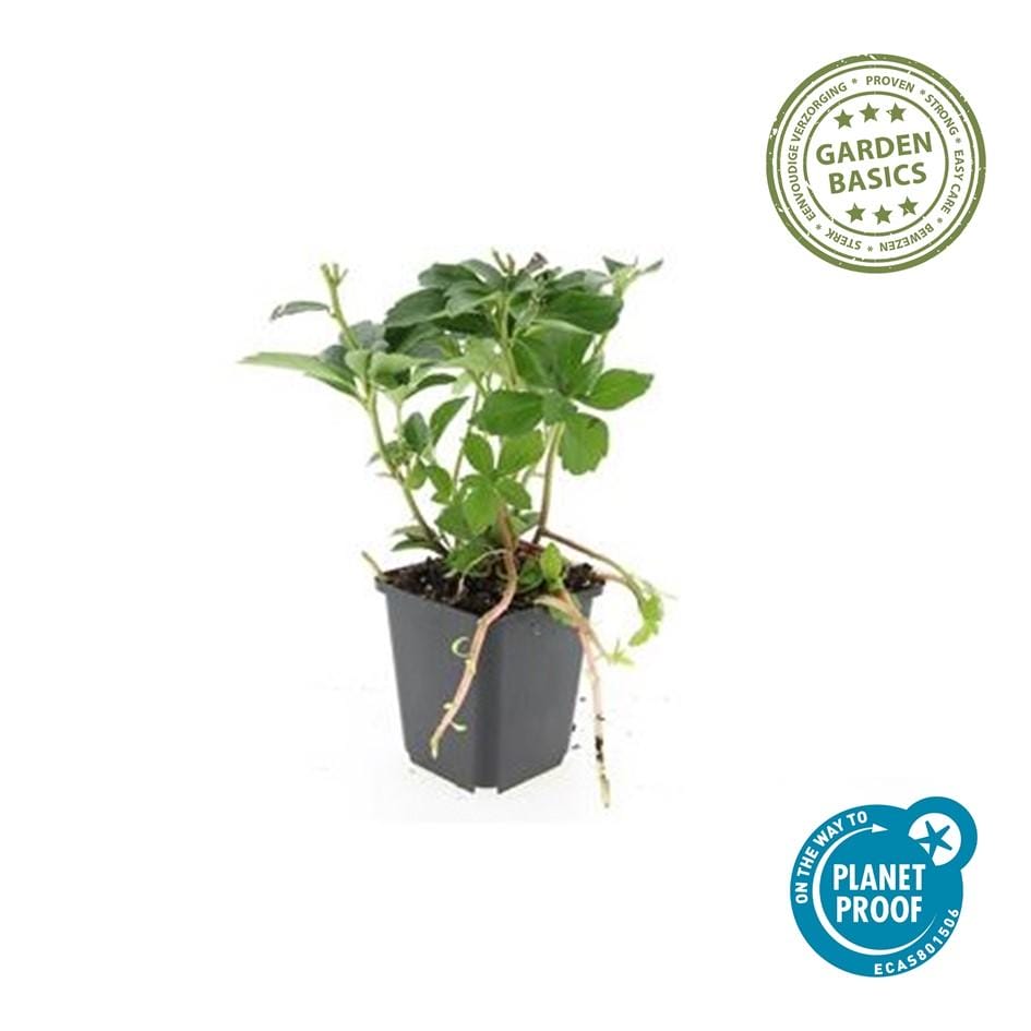 12X Pachysandra Terminalis - ↕10-25Cm - Ø9Cm - Afbeelding 2