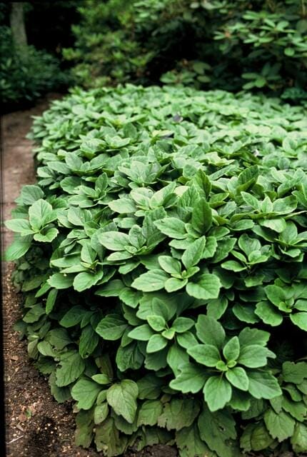 12X Pachysandra Terminalis - ↕10-25Cm - Ø9Cm - Afbeelding 3