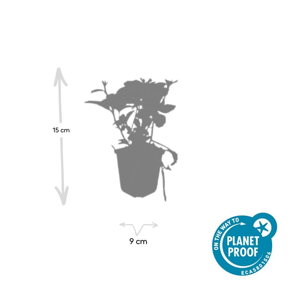 12X Pachysandra Terminalis - ↕10-25Cm - Ø9Cm - Afbeelding 5