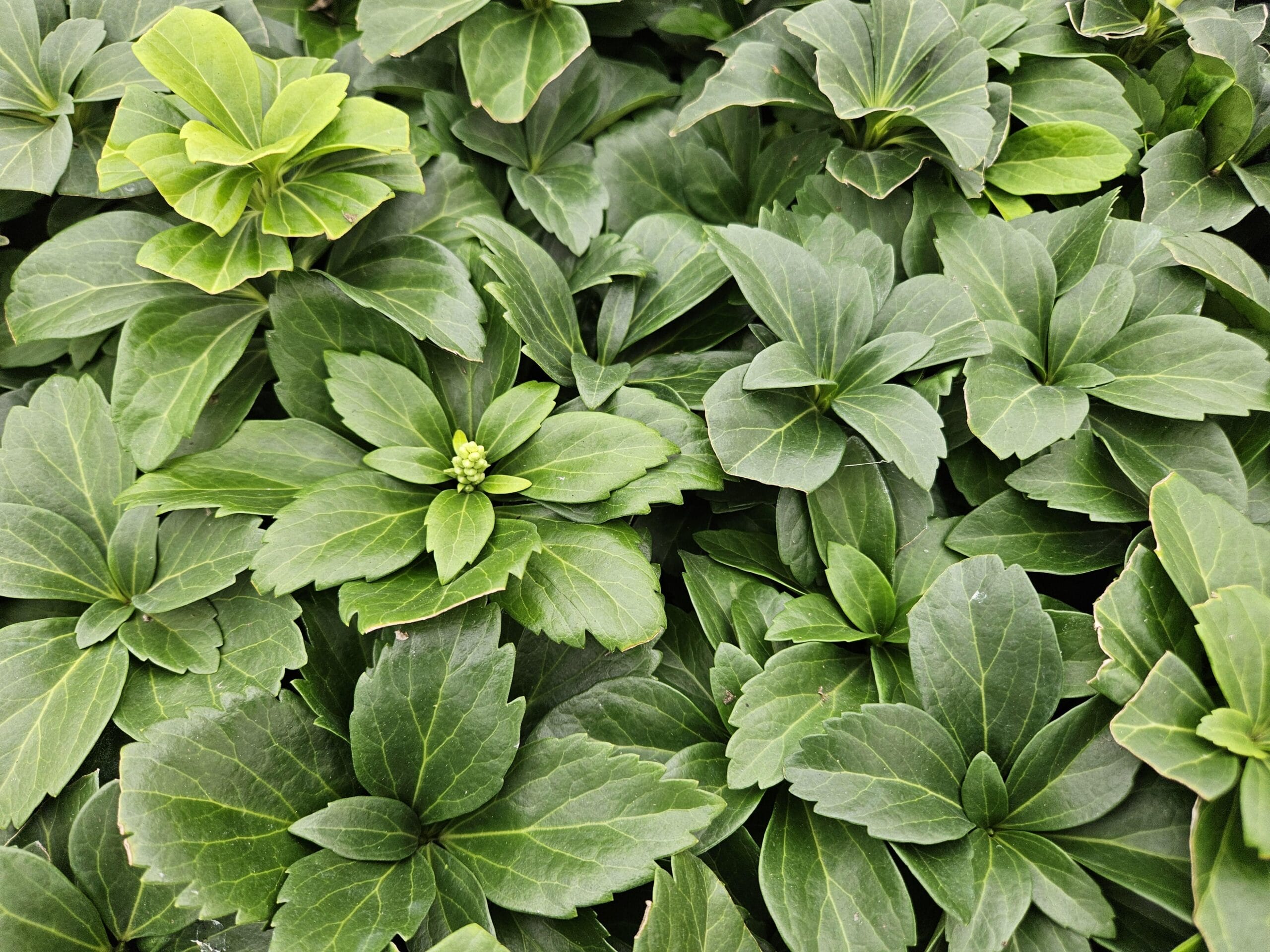 12X Pachysandra Terminalis - ↕10-25Cm - Ø9Cm - Afbeelding 7