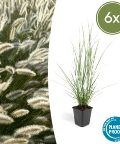 6X Pennisetum Alopecuroides 'Hameln' - ↕10-25Cm - Ø9Cm