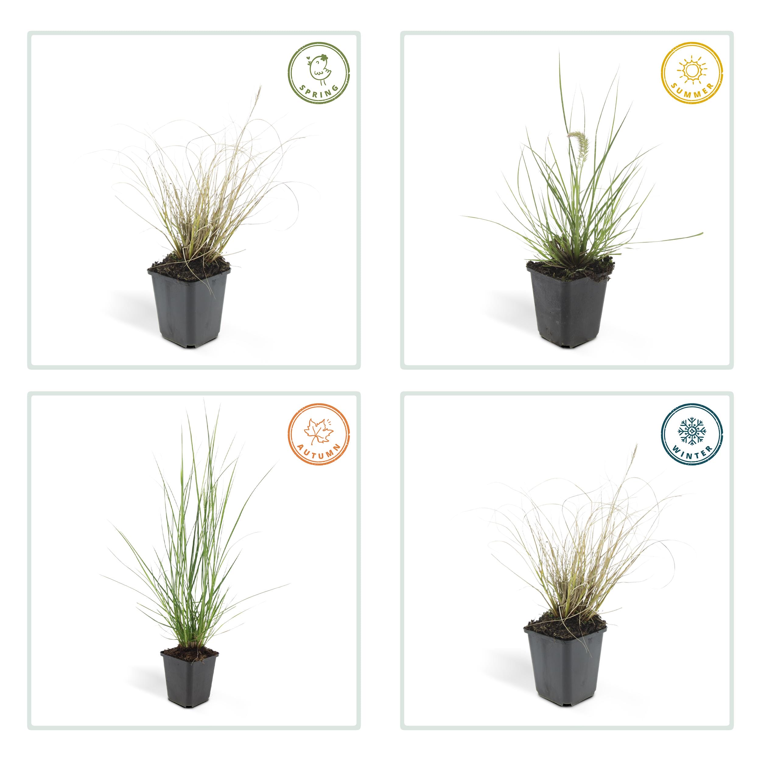 6X Pennisetum Alopecuroides 'Hameln' - ↕10-25Cm - Ø9Cm - Afbeelding 4