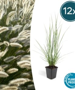 12X Pennisetum Alopecuroides 'Hameln' - ↕10-25Cm - Ø9Cm
