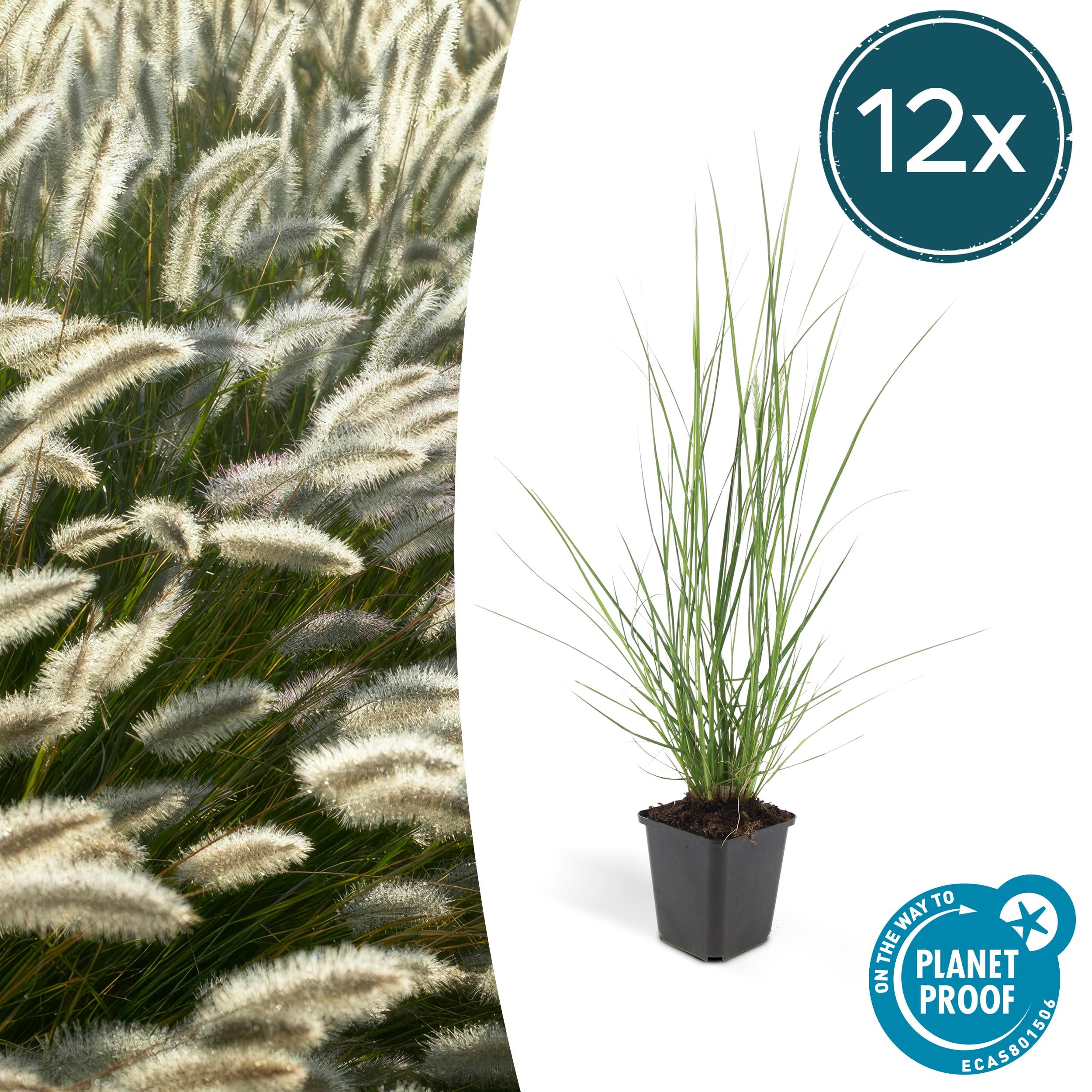 12X Pennisetum Alopecuroides 'Hameln' - ↕10-25Cm - Ø9Cm