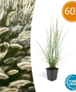 60X Pennisetum Alopecuroides 'Hameln' - ↕10-25Cm - Ø9Cm
