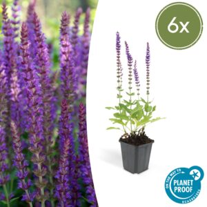 6X Salvia Nem. 'Ostfriesland' - ↕10-25Cm - Ø9Cm