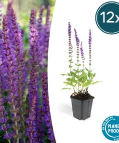 12X Salvia Nem. 'Ostfriesland' - ↕10-25Cm - Ø9Cm