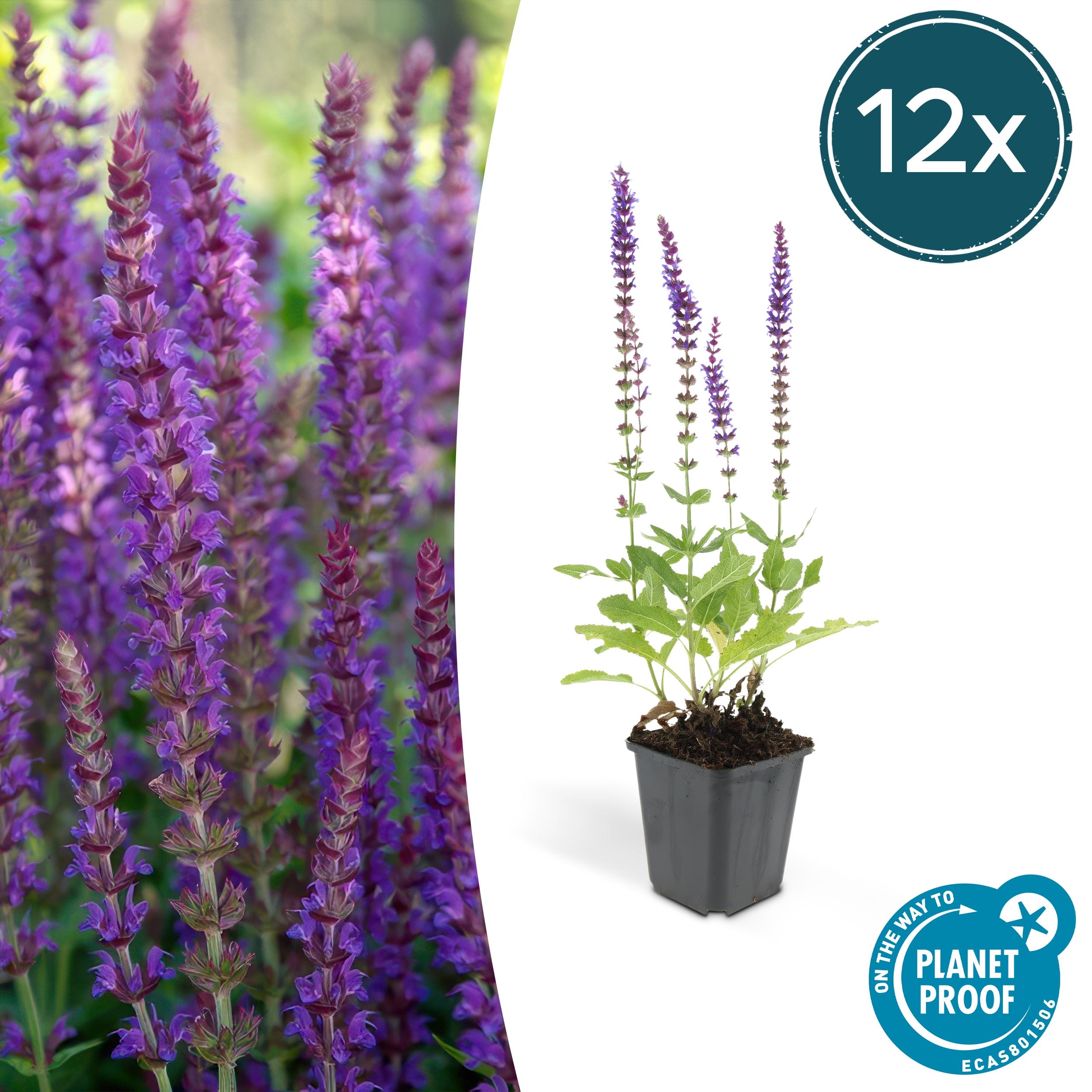 12X Salvia Nem. 'Ostfriesland' - ↕10-25Cm - Ø9Cm